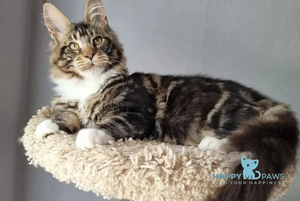 Django Maine Coon male black tabby bicolour live animals