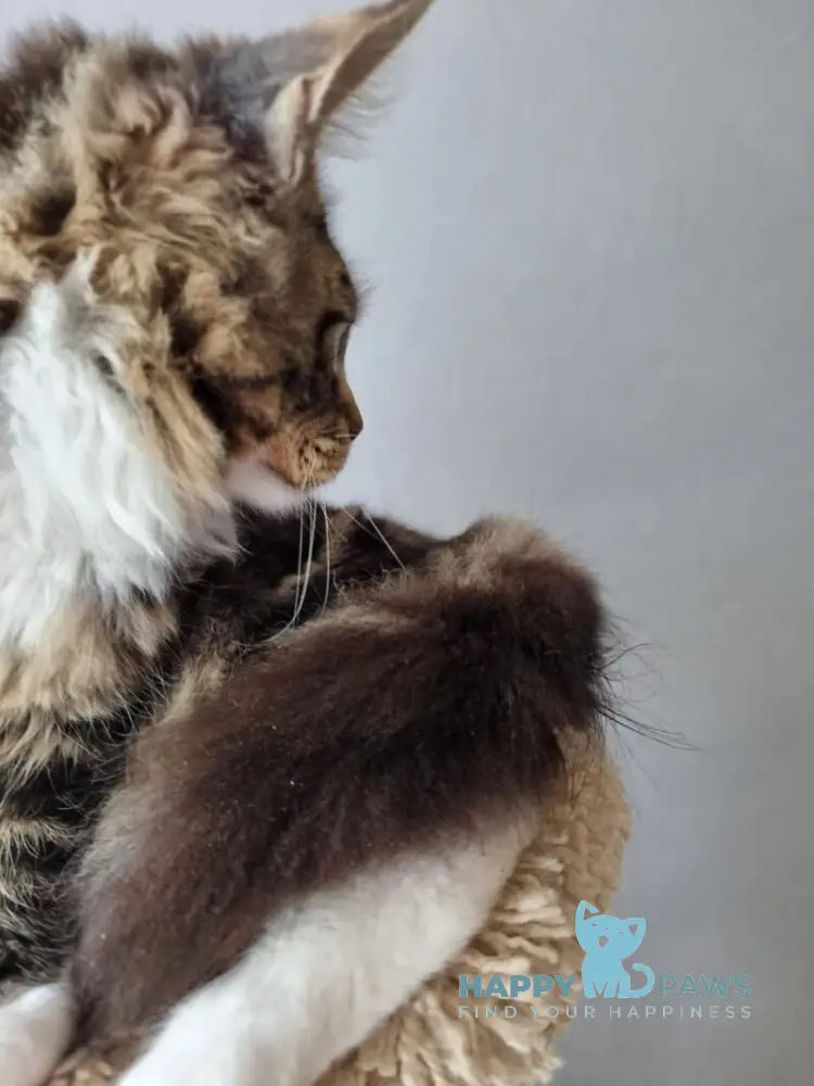 Django Maine Coon male black tabby bicolour live animals