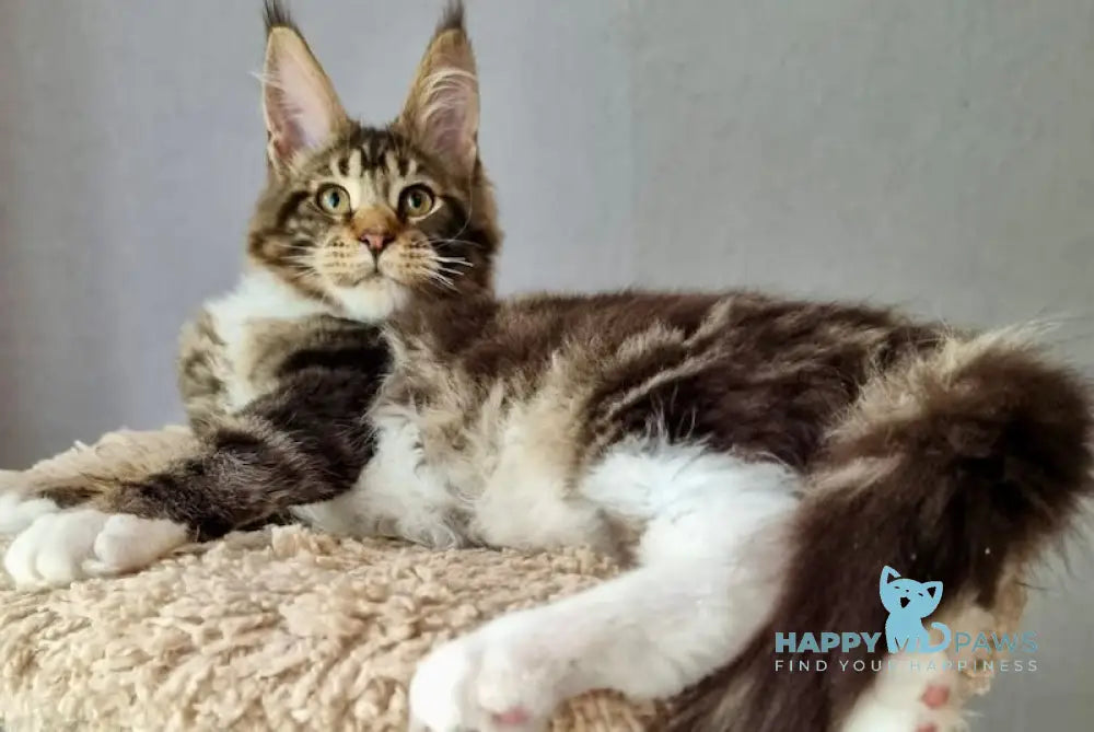 Django Maine Coon male black tabby bicolour live animals