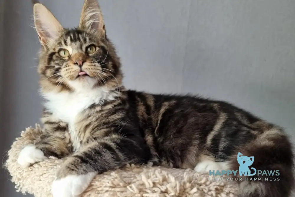 Django Maine Coon male black tabby bicolour live animals