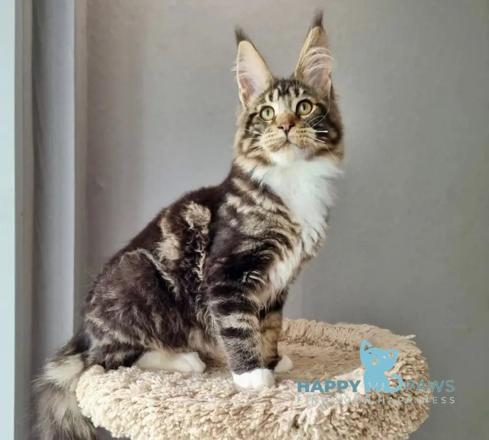 Django Maine Coon male black tabby bicolour live animals