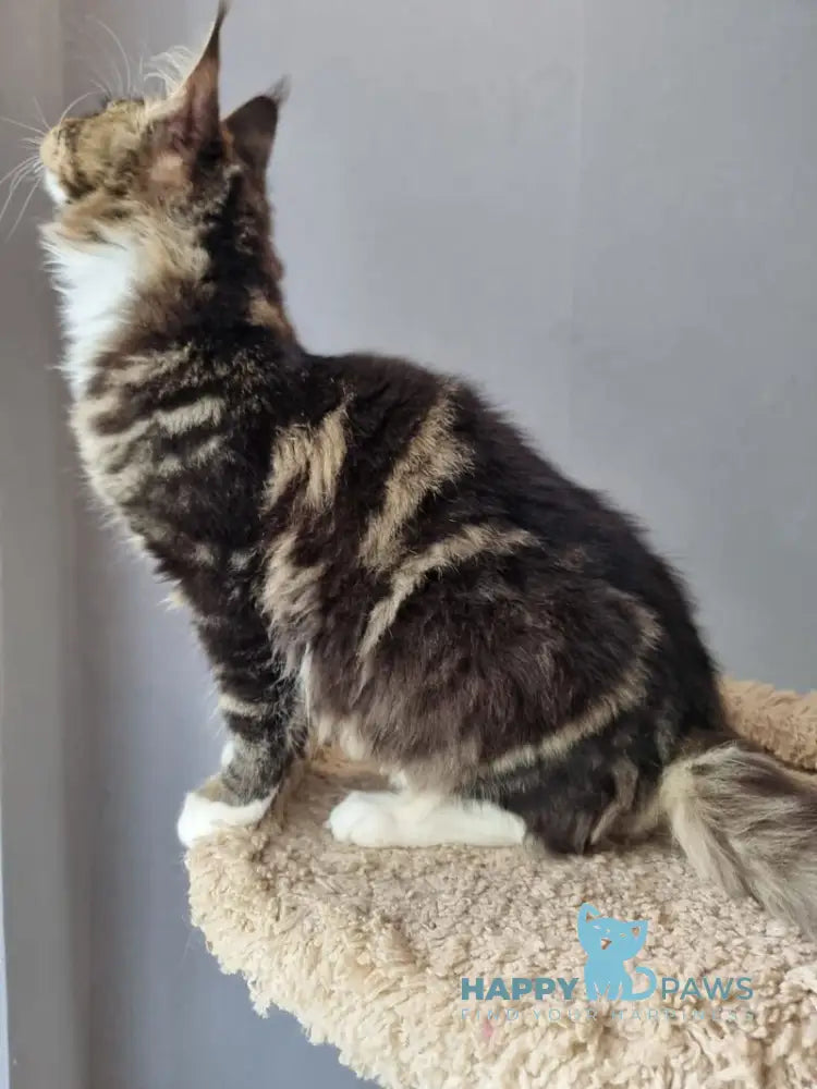 Django Maine Coon male black tabby bicolour live animals