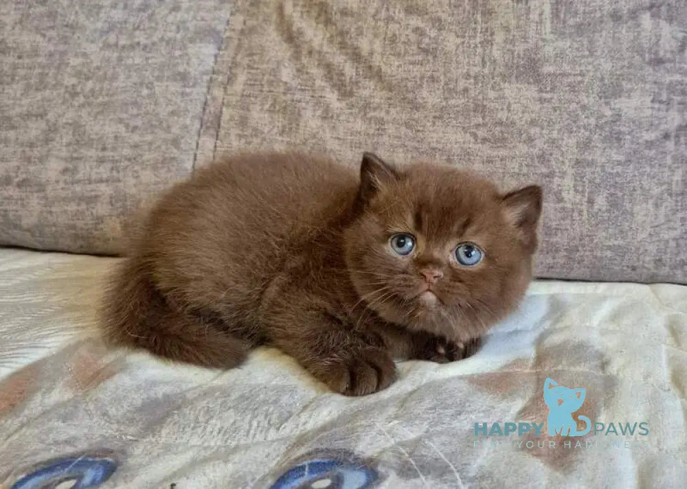 Djasmin British Longhair female chocolate live animals