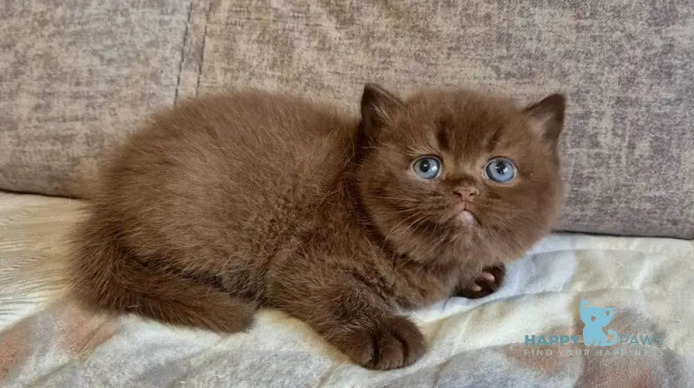 Djasmin British Longhair female chocolate live animals