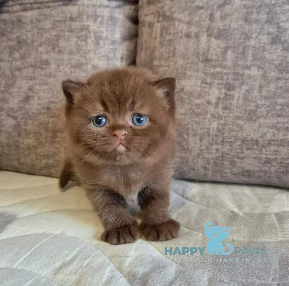 Djasmin British Longhair female chocolate live animals