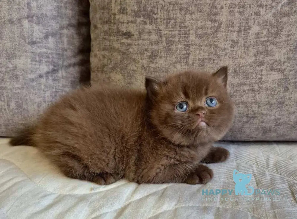 Djasmin British Longhair female chocolate live animals
