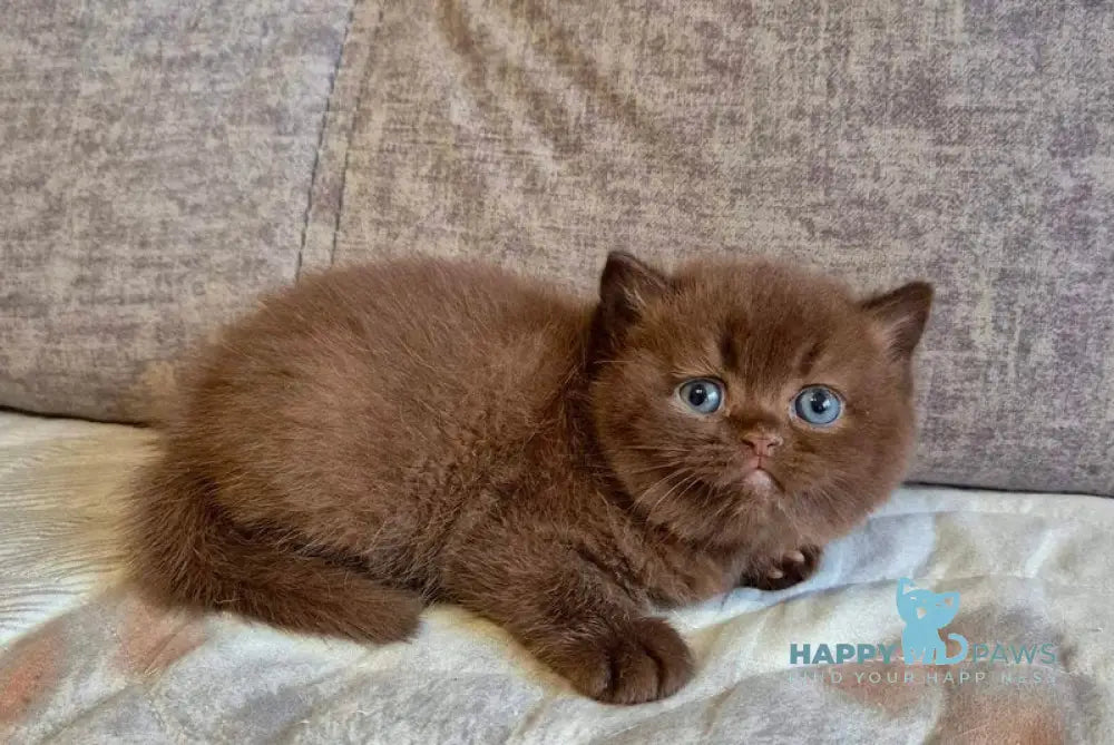 Djasmin British Longhair female chocolate live animals