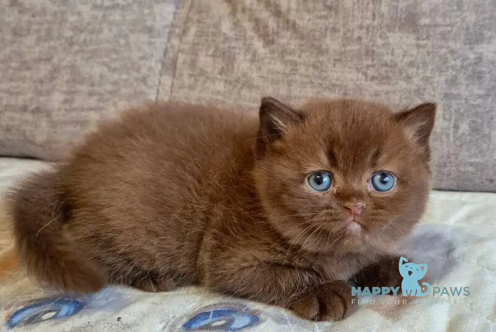 Djasmin British Longhair female chocolate live animals