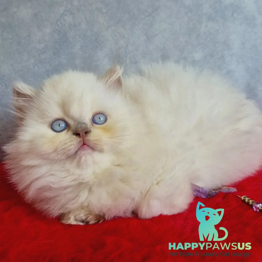 Djoker British Longhair male blue golden shaded pointed - live animals