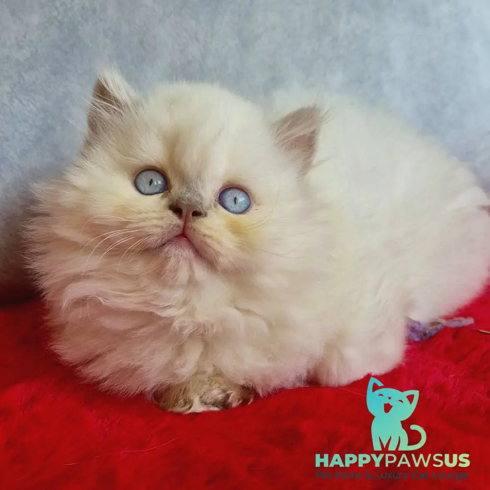 Djoker British Longhair male blue golden shaded pointed - live animals