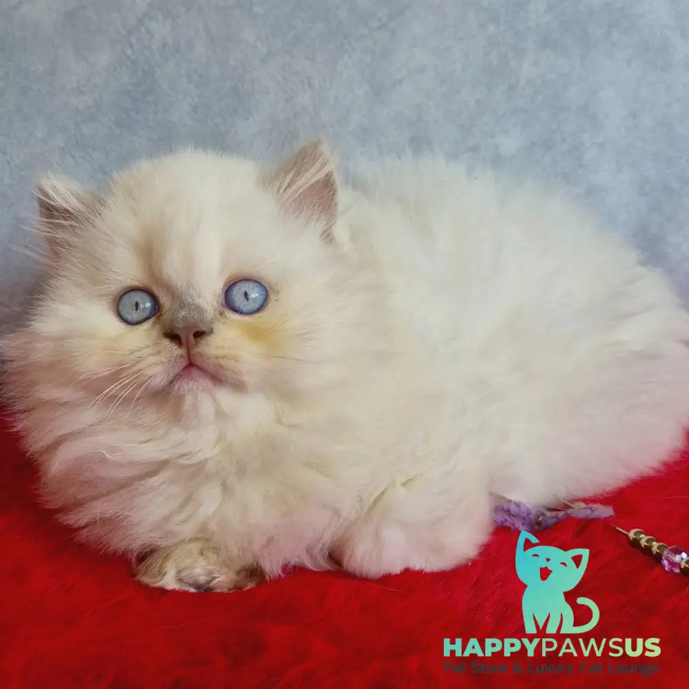 Djoker British Longhair male blue golden shaded pointed - live animals