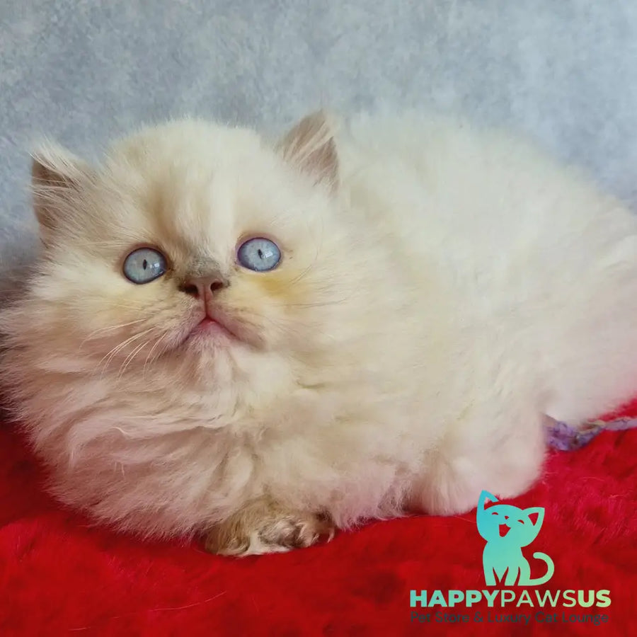 Djoker British Longhair male blue golden shaded pointed - live animals