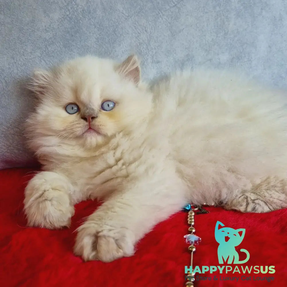 Djoker British Longhair male blue golden shaded pointed - live animals