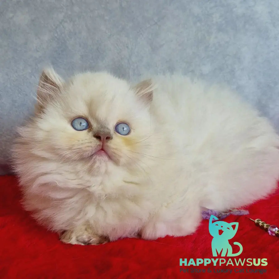 Djoker British Longhair male blue golden shaded pointed - live animals