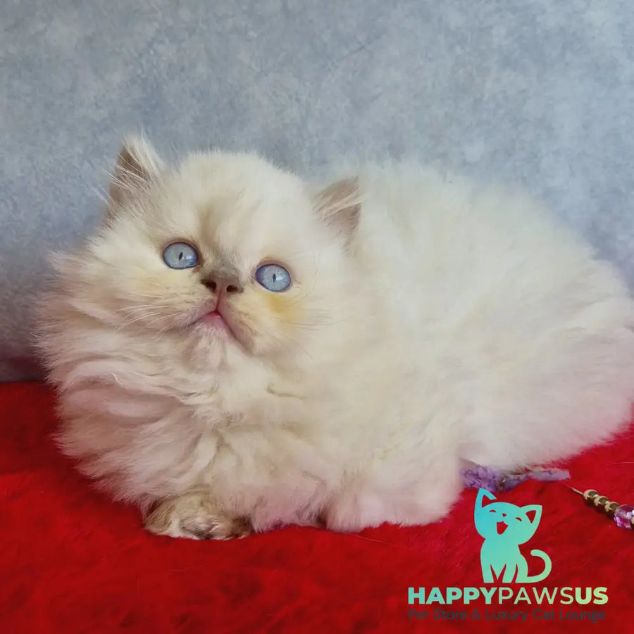 Djoker British Longhair male blue golden shaded pointed - live animals