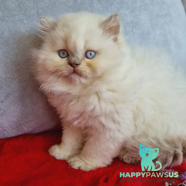 Djoker British Longhair male blue golden shaded pointed - live animals