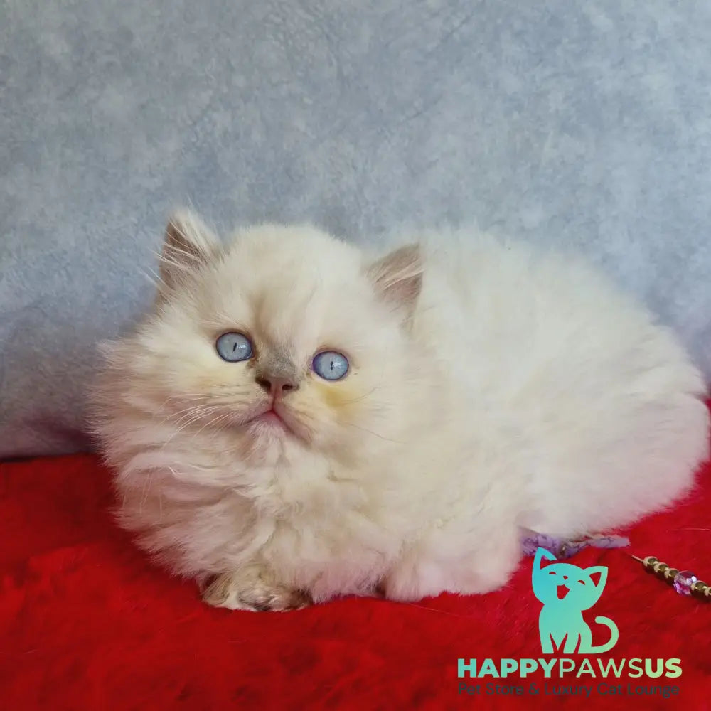 Djoker British Longhair male blue golden shaded pointed - live animals