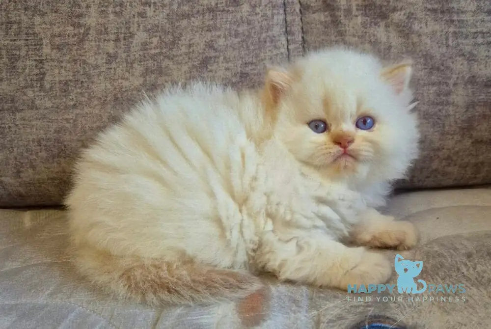 Djoni British Longhair male cinnamon pointed live animals