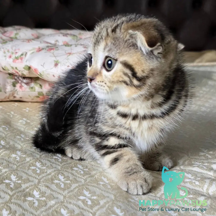 Djuliet Scottish Fold female black tabby - live animals
