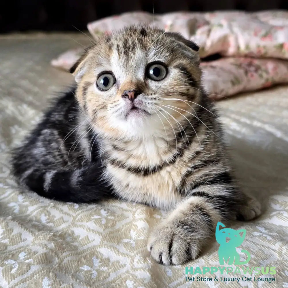Djuliet Scottish Fold female black tabby - live animals