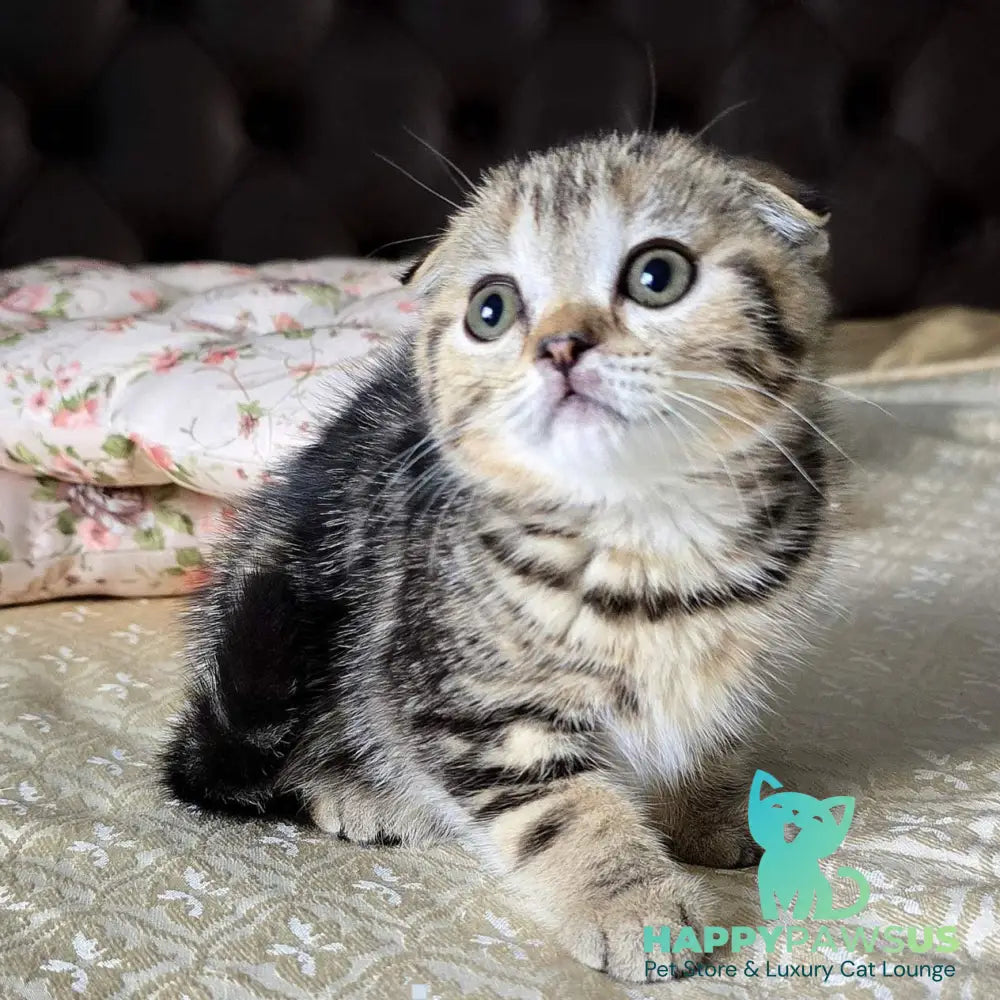 Djuliet Scottish Fold female black tabby - live animals