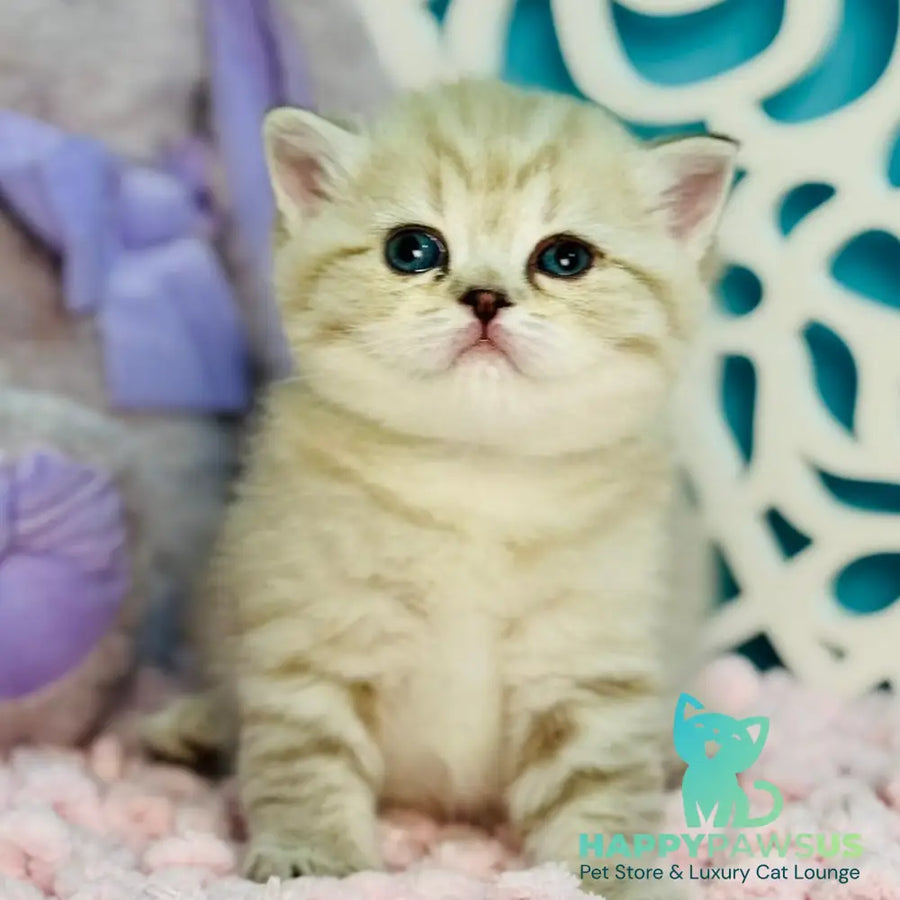 Djuliet Scottish Straight female black pointed tabby - live animals