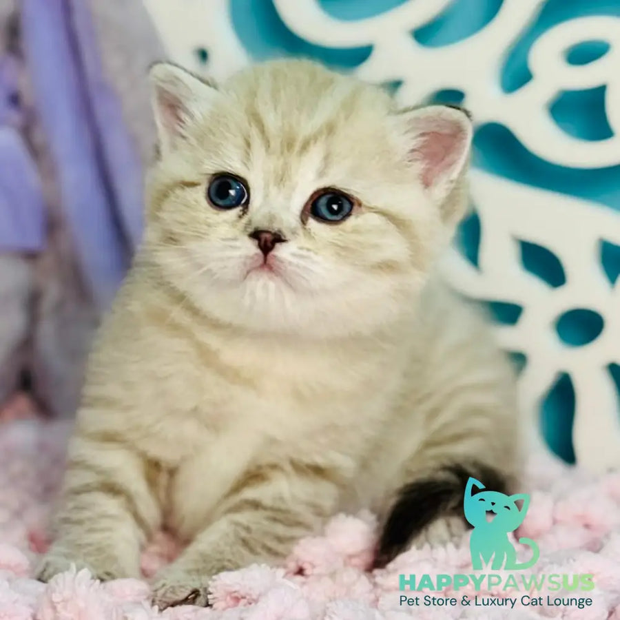 Djuliet Scottish Straight female black pointed tabby - live animals