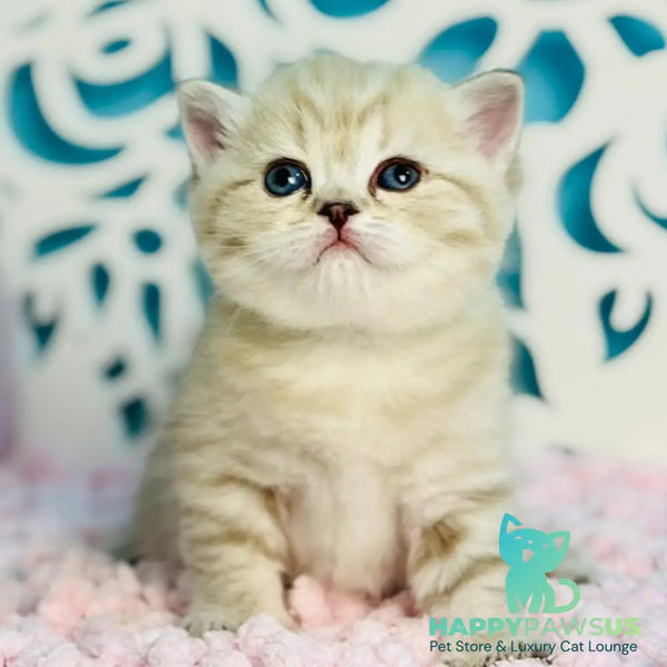 Djuliet Scottish Straight female black pointed tabby - live animals