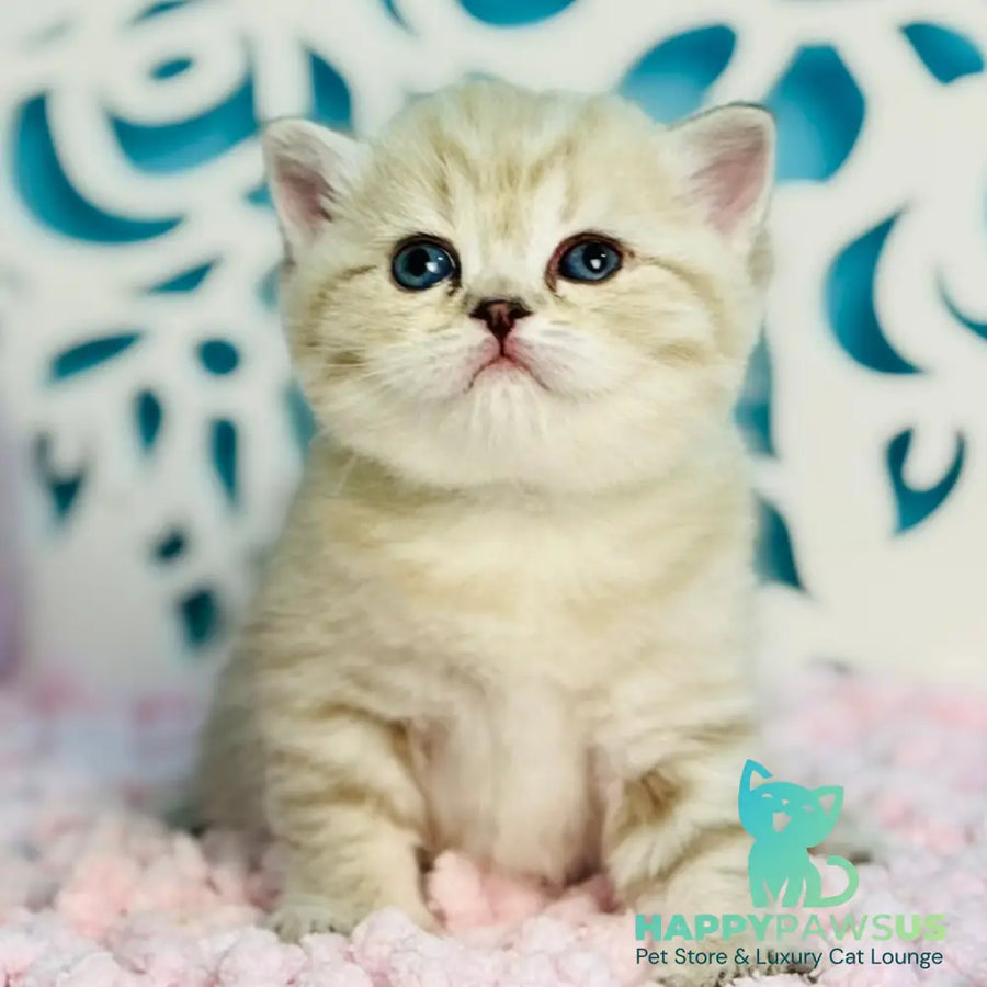 Djuliet Scottish Straight female black pointed tabby - live animals