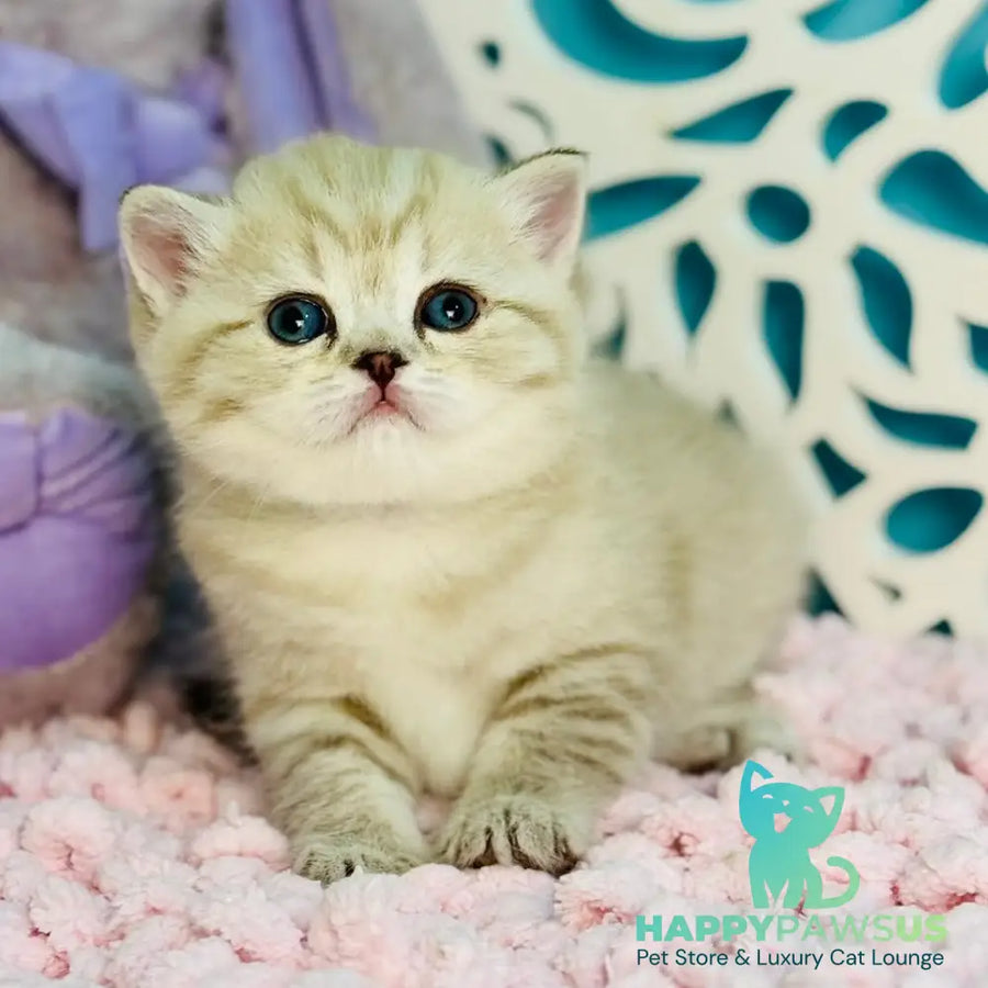 Djuliet Scottish Straight female black pointed tabby - live animals