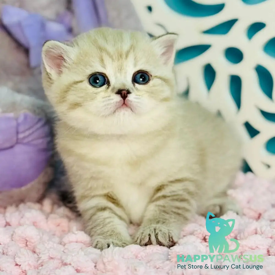 Djuliet Scottish Straight female black pointed tabby - live animals