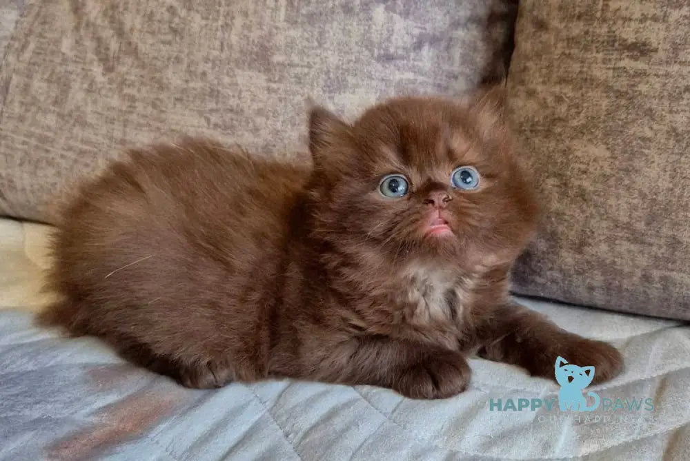 Djustin British Longhair male chocolate live animals