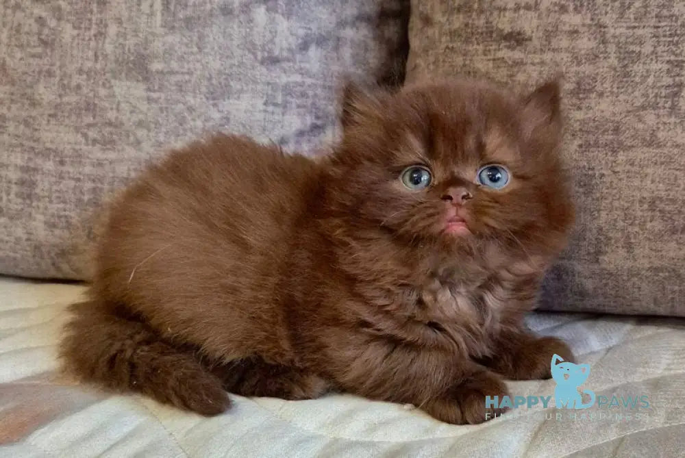 Djustin British Longhair male chocolate live animals