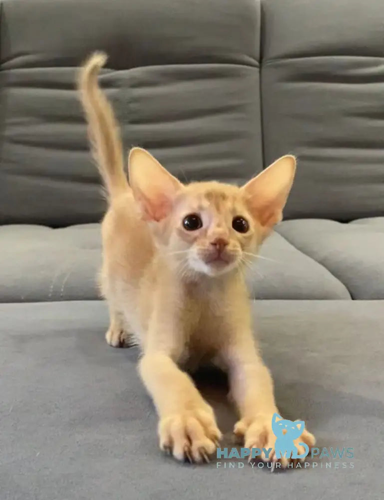 Dobby Abyssinian male fawn live animals