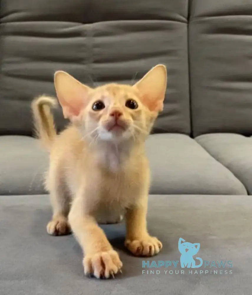 Dobby Abyssinian male fawn live animals