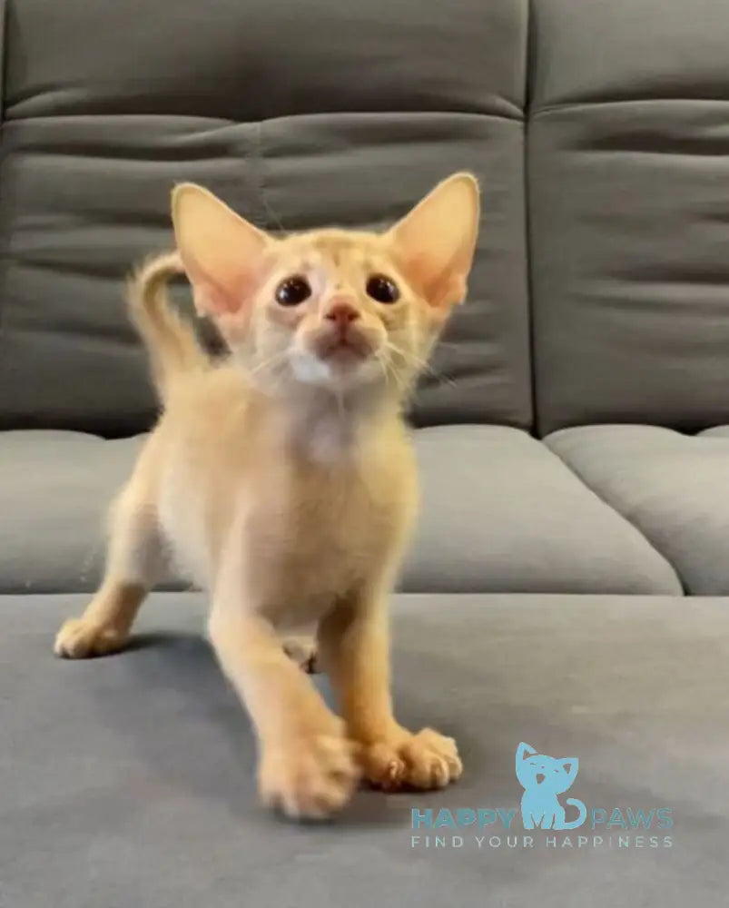 Dobby Abyssinian male fawn live animals