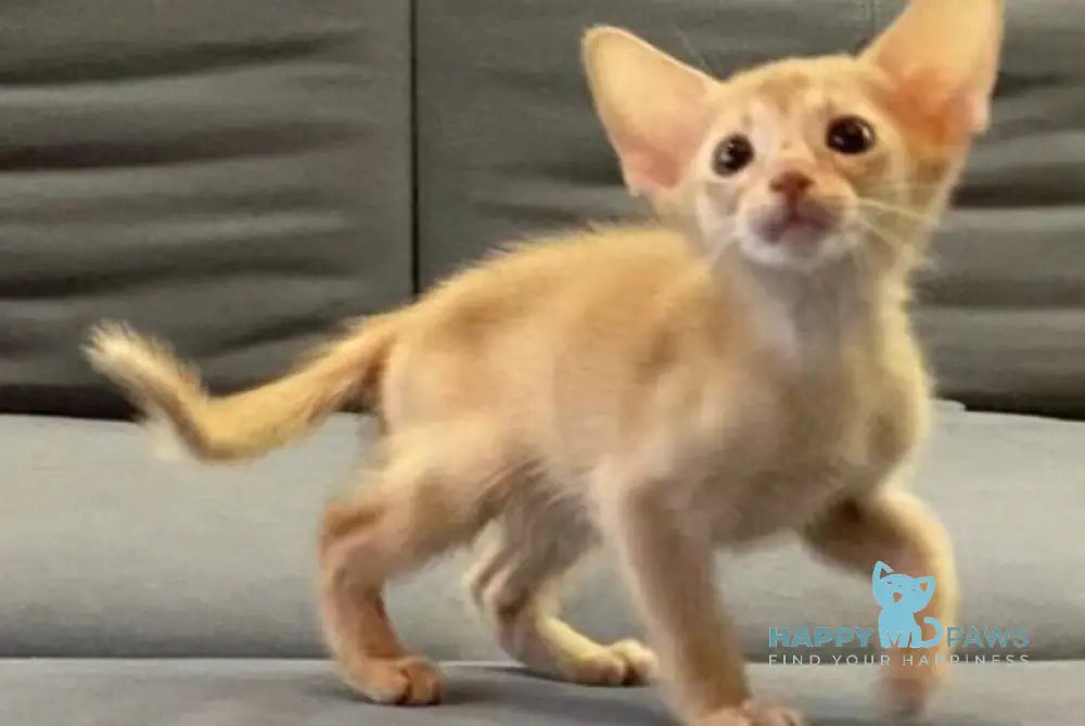 Dobby Abyssinian male fawn live animals