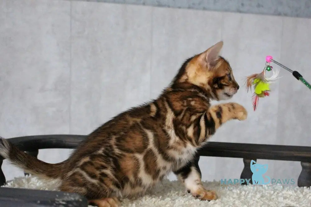 Dobby Bengal male black spotted tabby - live animals