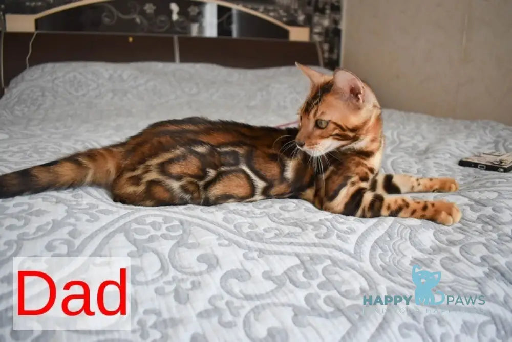 Dobby Bengal male black spotted tabby - live animals