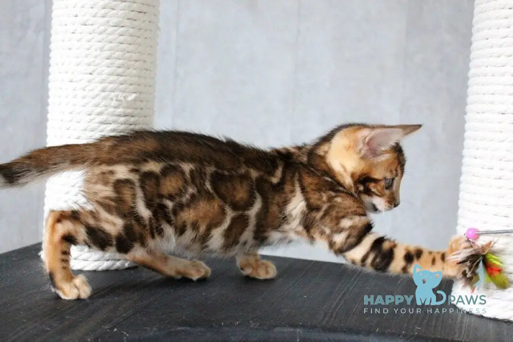 Dobby Bengal male black spotted tabby - live animals