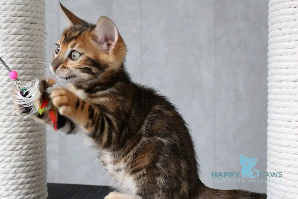 Dobby Bengal male black spotted tabby - live animals