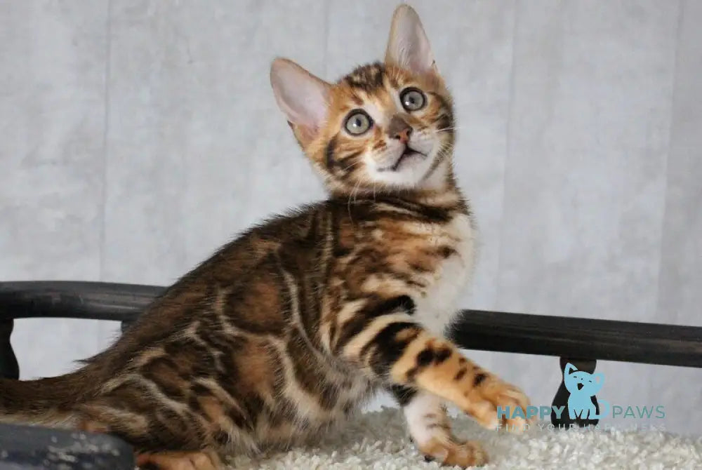Dobby Bengal male black spotted tabby - live animals