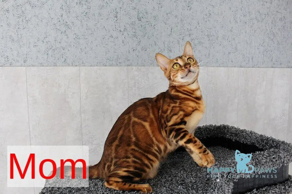 Dobby Bengal male black spotted tabby - live animals