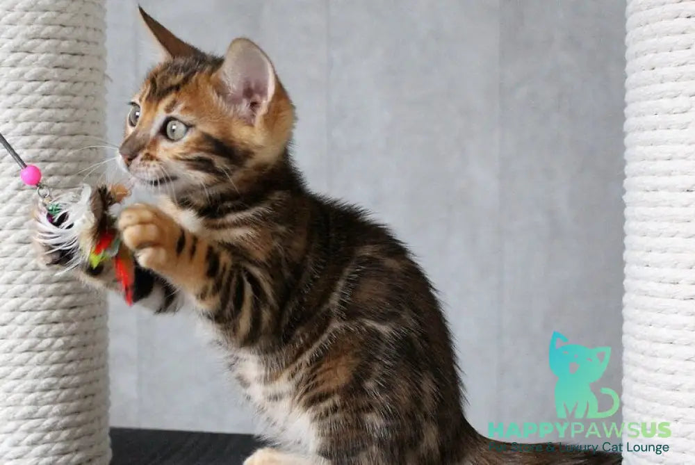 Dobby Bengal male black spotted tabby - live animals