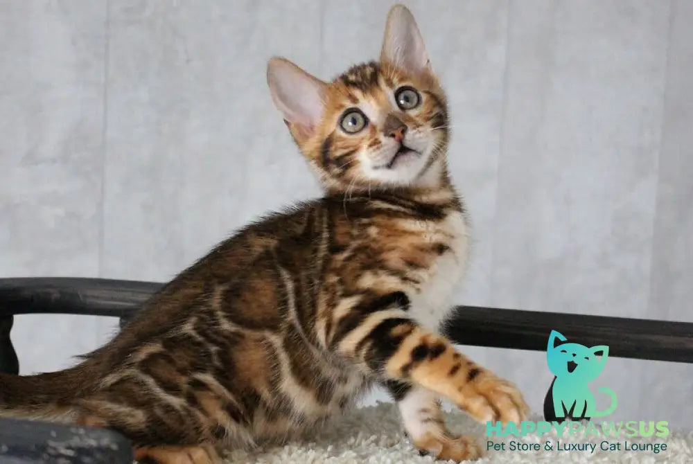 Dobby Bengal male black spotted tabby - live animals