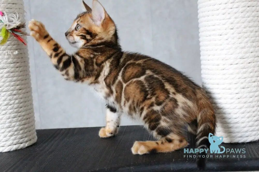 Dobby Bengal male black spotted tabby - live animals
