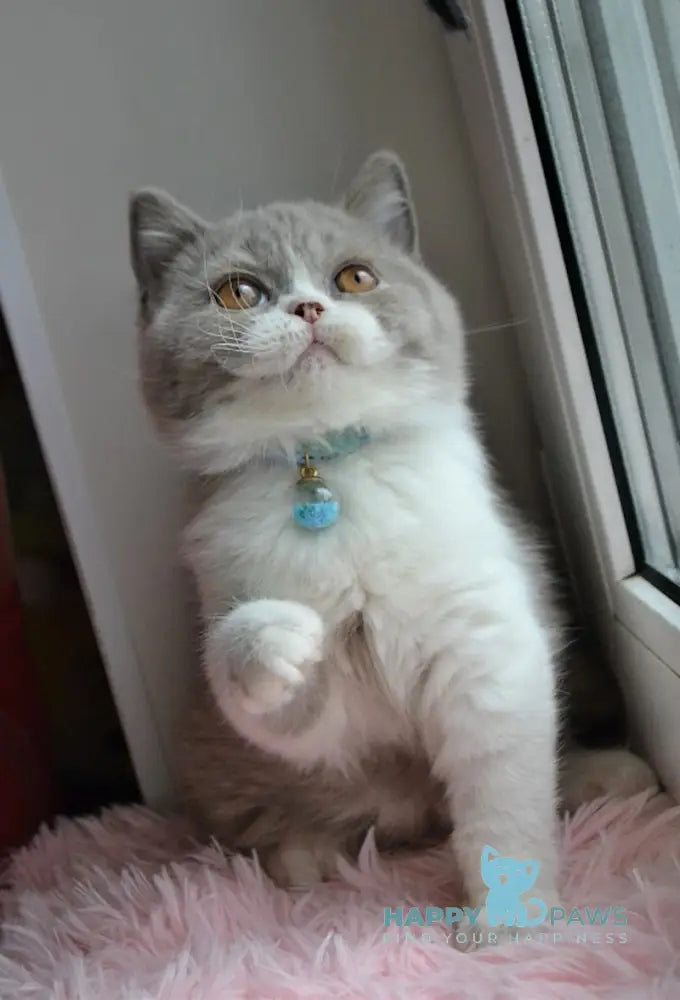 Dobby British Shorthair male lilac bicolour live animals