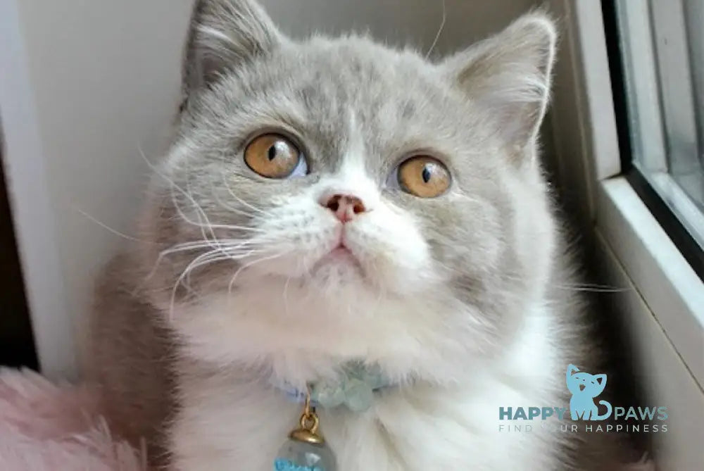 Dobby British Shorthair male lilac bicolour live animals