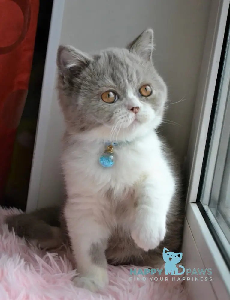 Dobby British Shorthair male lilac bicolour live animals