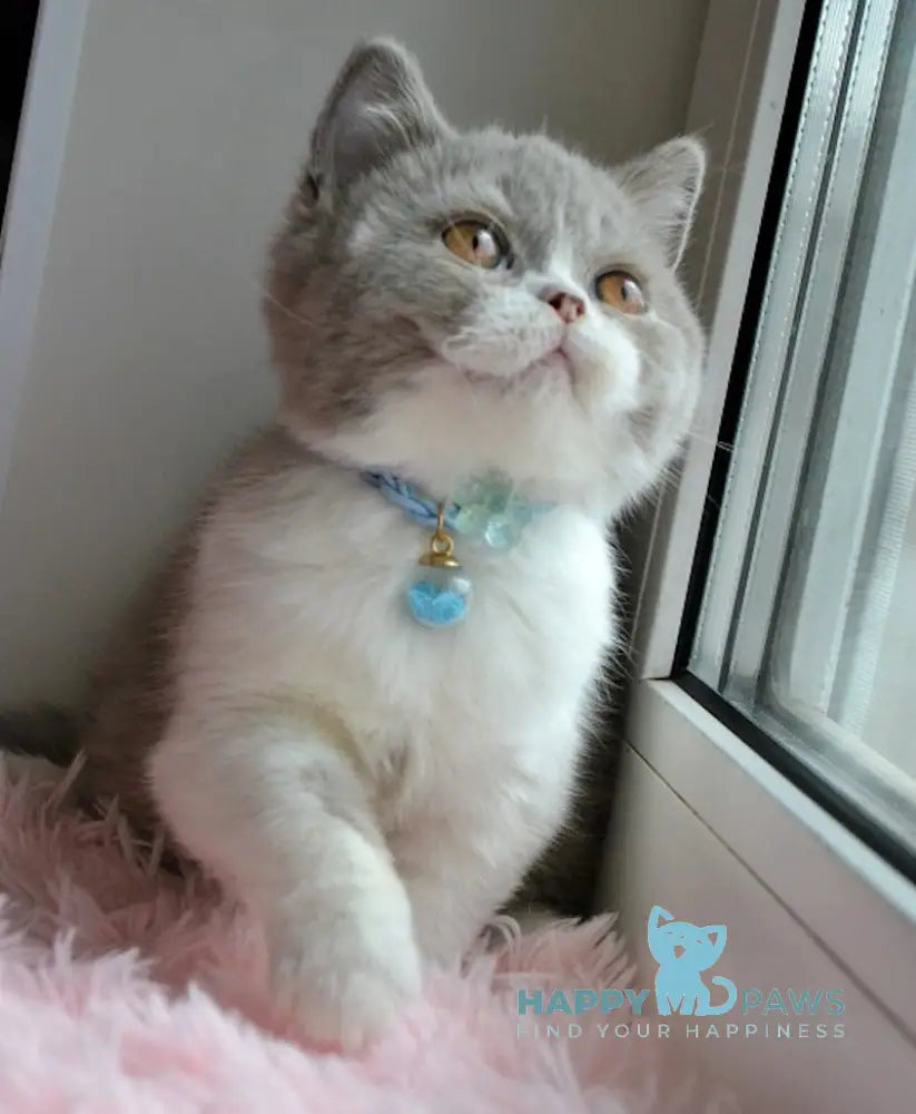 Dobby British Shorthair male lilac bicolour live animals
